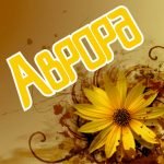 Цветок и имя Аврора